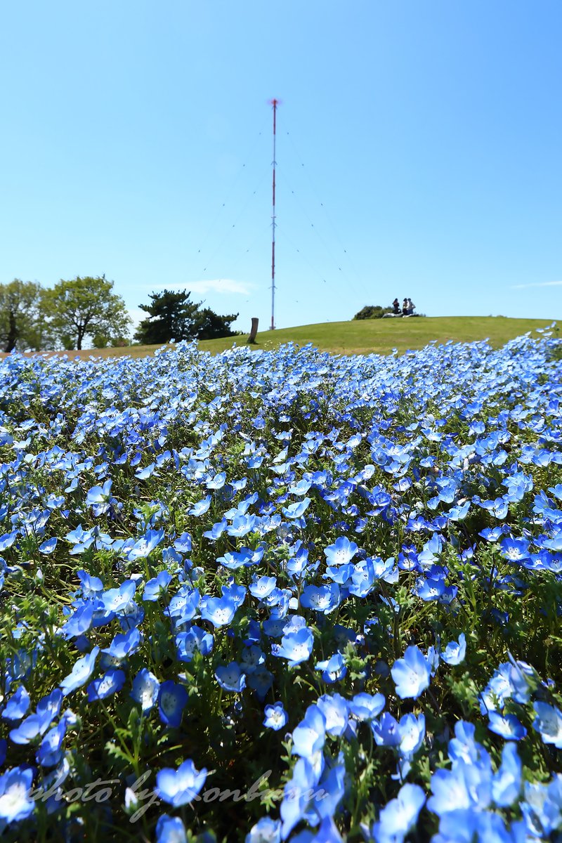 コンブル(compact blue ) tweet media