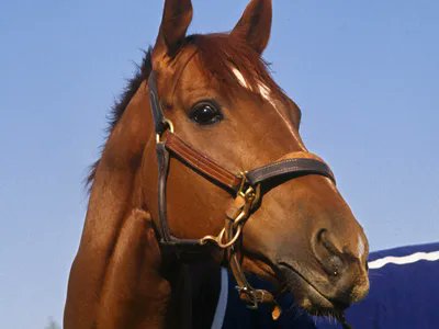 hollar4mimi's tweet image. 19 of the 20 
expected starters in the
2026 Kentucky Derby 
have Secretariat 
in their pedigree.
Yet another reminder of 
the continuing legacy of 
the 1973 Triple Crown winner.
#GoBigRed