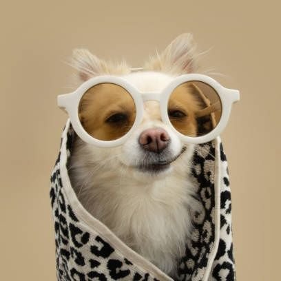 DOG 🌐 tweet media