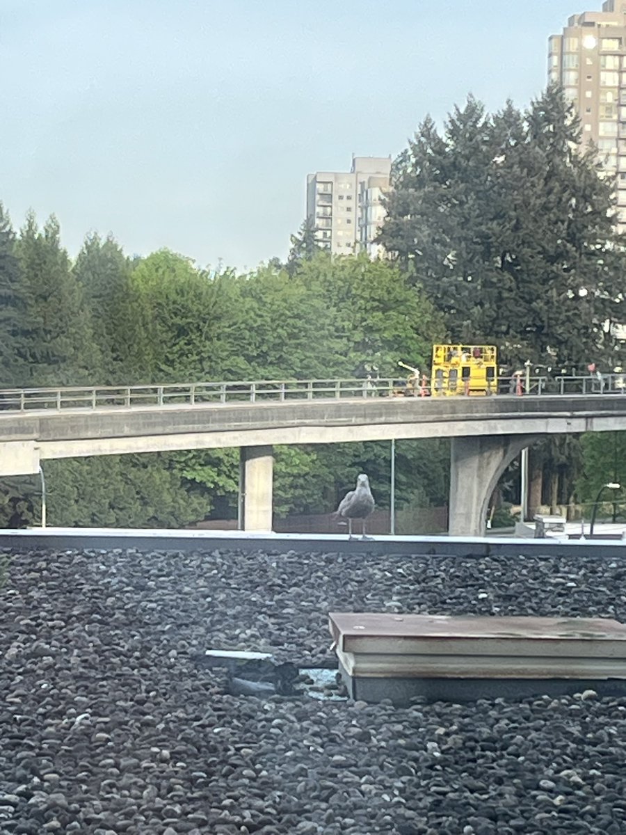 ChristineYH's tweet photo. Today’s #patiopic. In Coquitlam. Going to SFU-Burnaby for the ABCDE Roundtable. No pics from last night but it was great to reconnect with a few folks from BC Teacher Education. Looking forward to today’s sessions. #UNBCED https://t.co/VkwYTpGekh