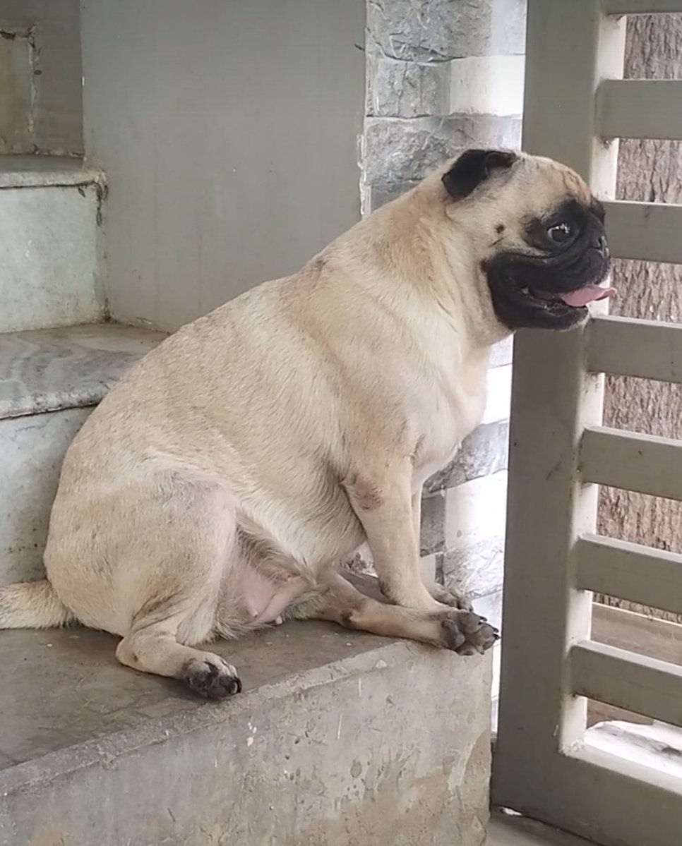 srirama1880341's tweet image. Hi friends Bhojo's funny pic...#puglove #puglife..