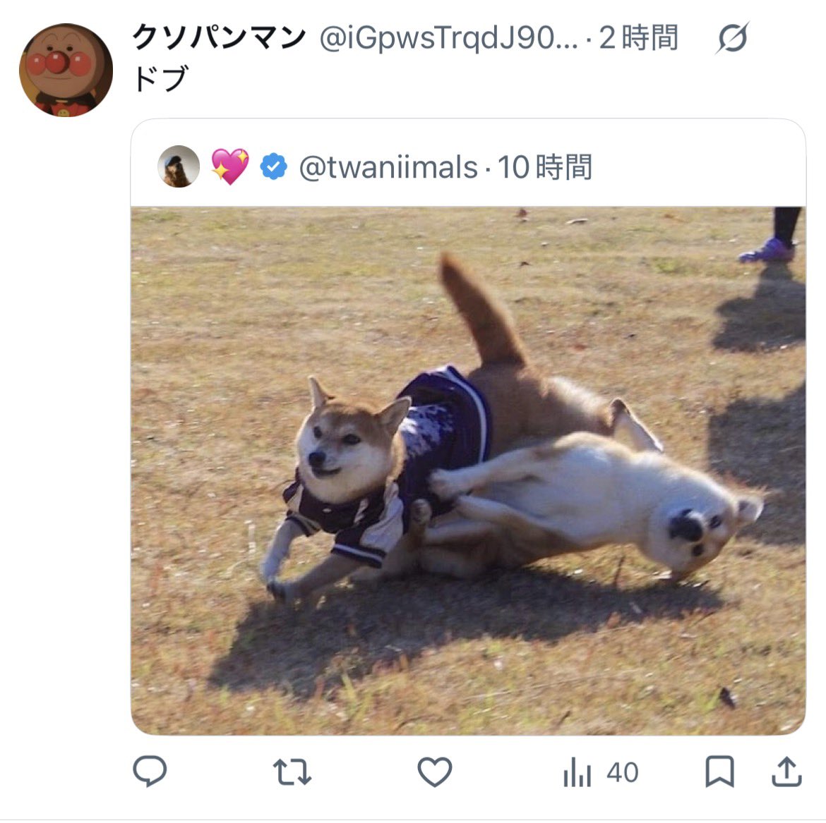 ドブ寛 tweet media