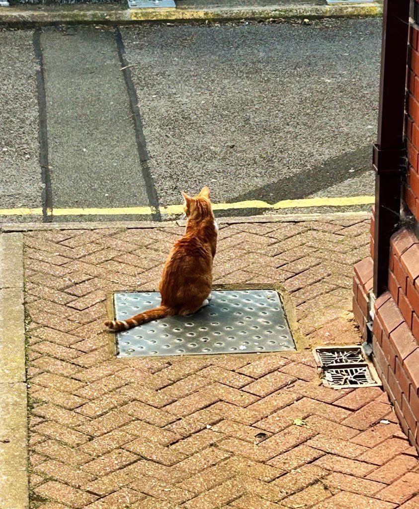 TheStourbridge's tweet image. Good morning &amp;amp; welcome to #Caturday 

Your feelings are like passing visitor, they arrive, they linger, and then they move on

Welcome the ones that bring you peace, and gently show the heavier ones the door when it’s time.

#cats #cats #Cat #CatsOnTwitter #CatsOfTwitter