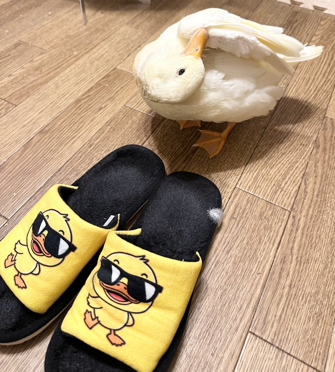 TOMOKO tweet media