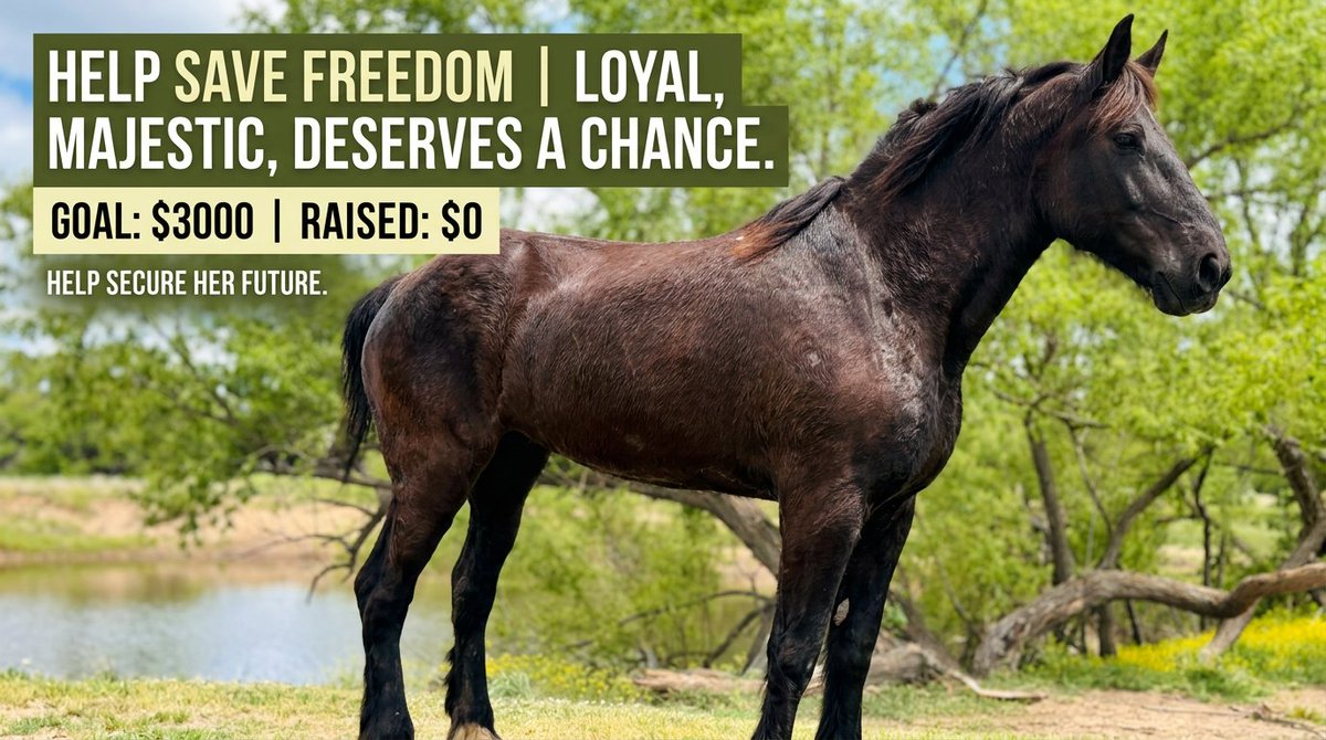 NovitasResale's tweet image. To every Uma Musume fan who ever cried watching a horse girl run her heart out... This one's real. Give her a chance.

Her name is Freedom. She's a 13-year-old black Percheron mare, 17.2 hands tall; nearly six feet at the shoulder. She's pulled carriages, carried riders, raised