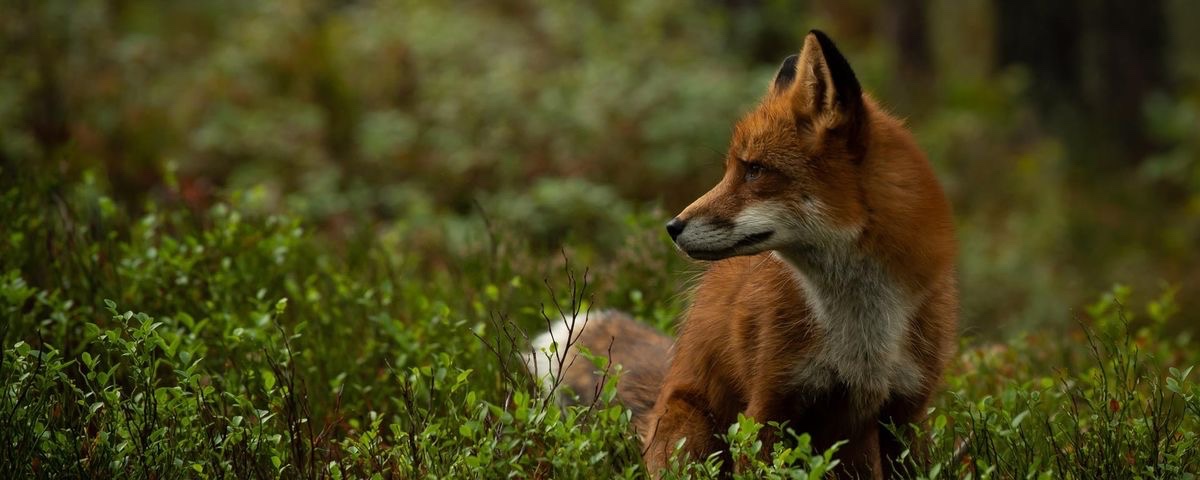 ♡ thinfexy ⚢ fox of edrtwt tweet media
