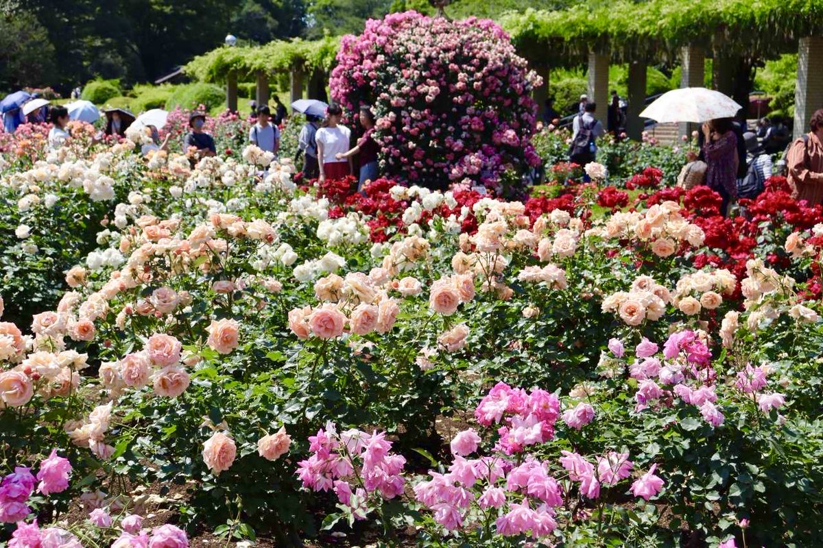 travelroad5's tweet photo. 5月2日〜5月31日まで東京都調布市にある神代植物公園の「世界バラ会連合優秀庭園賞」を受賞したばら園では、約400種類・5,200株の多彩な春バラが一面に咲き揃う「春のバラフェスタ」が開催されます✨ https://t.co/FJVpIXAdCh