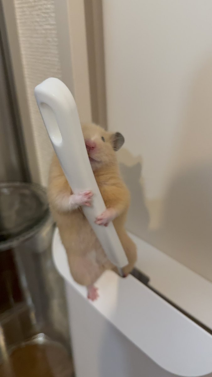 ほたて🐹 tweet media