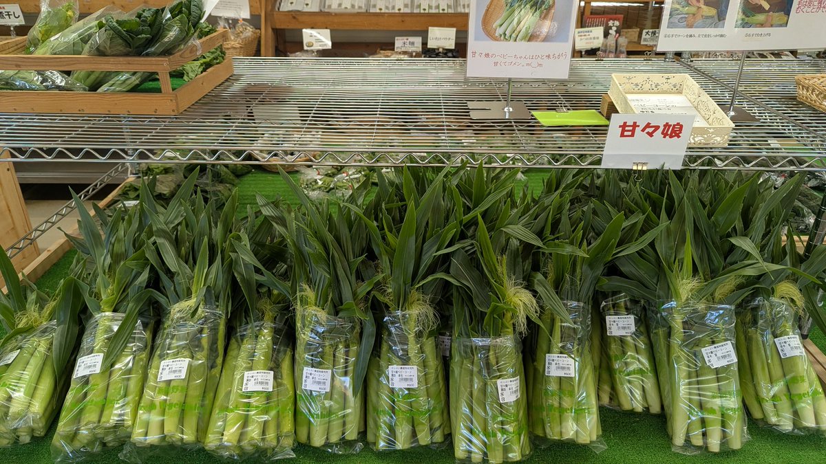 mitamanoyu's tweet photo. フロントの渡邊です😊。みたまの湯特産のスイートコーン甘々娘🌽のベビーコーンが、隣接の農産物直売所入荷しています😊。
そして、食事処みはらし亭では、蒸し焼きとして、メニュー展開しております。みたまの湯でしか味わえない旬なベビーコーンをぜひご堪能ください🙏。お待ちしております。 https://t.co/4t7Wn7whak