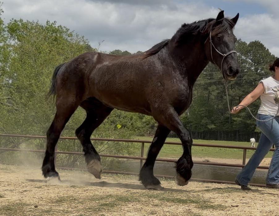 NovitasResale's tweet image. To every Uma Musume fan who ever cried watching a horse girl run her heart out... This one's real. Give her a chance.

Her name is Freedom. She's a 13-year-old black Percheron mare, 17.2 hands tall; nearly six feet at the shoulder. She's pulled carriages, carried riders, raised