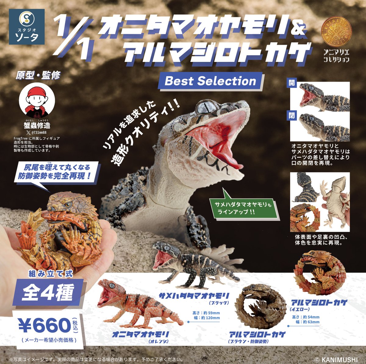 【4頭セット】クモマベニヒカゲ2オス、タカネキマダラ2オス 4頭セット】クモマベニヒカゲ2オス、タカネキマダラ2オス 【公式通販】