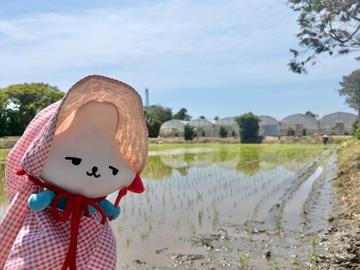 カミスココくん tweet media
