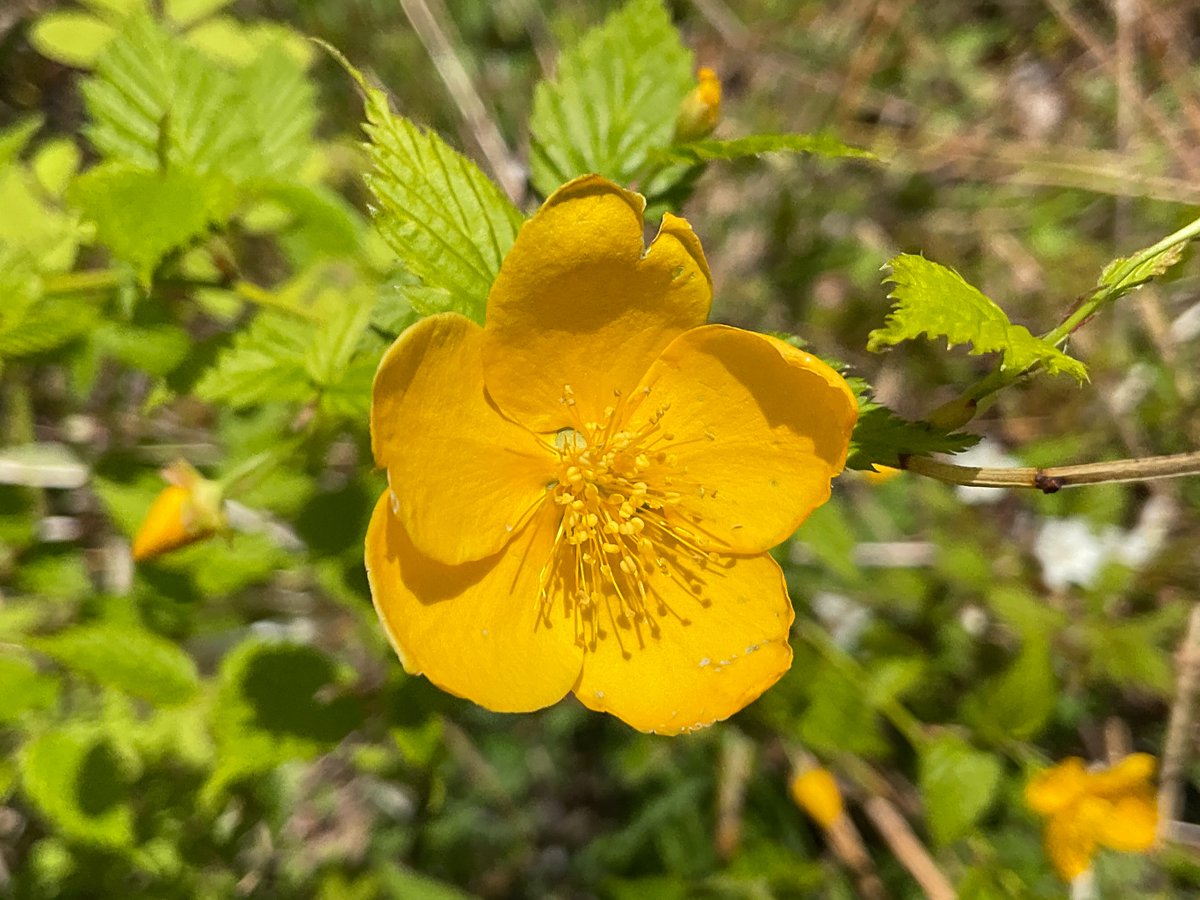 sweetsgrandmama's tweet image. It's the simplest shape that's most #attractive and ＃mysterious, after all. That applies to both #human and #flowers ？