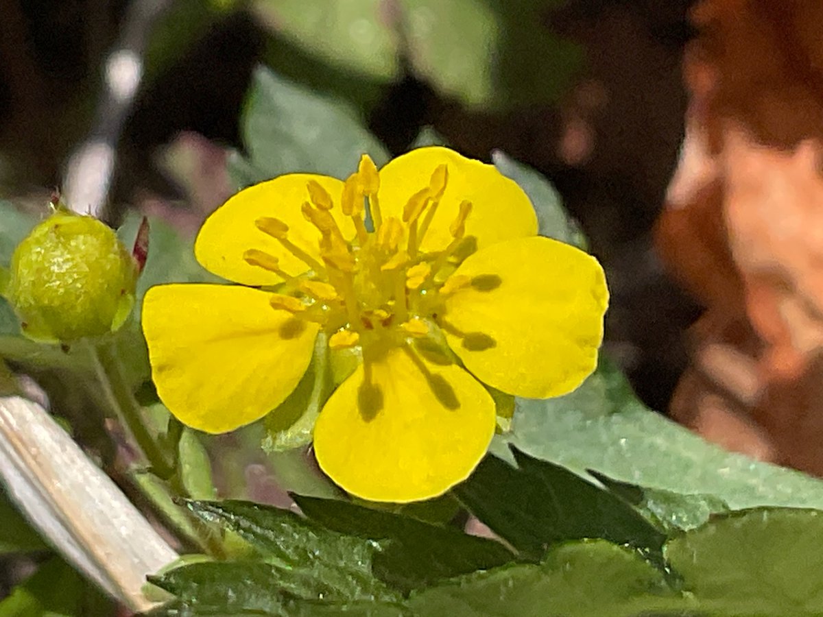 sweetsgrandmama's tweet image. It's the simplest shape that's most #attractive and ＃mysterious, after all. That applies to both #human and #flowers ？