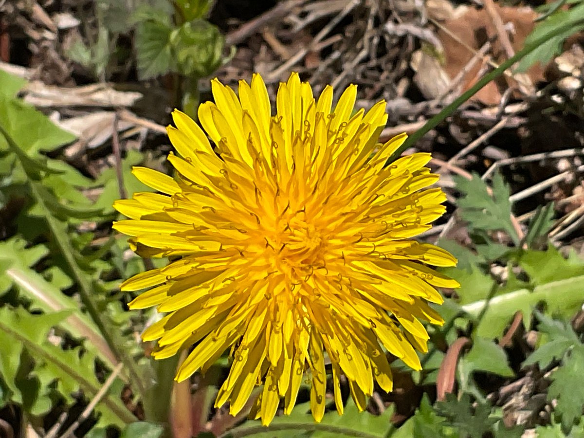 sweetsgrandmama's tweet image. It's the simplest shape that's most #attractive and ＃mysterious, after all. That applies to both #human and #flowers ？