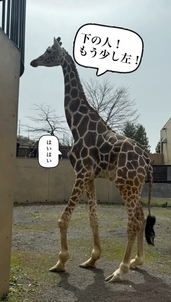 清塚信也 tweet media