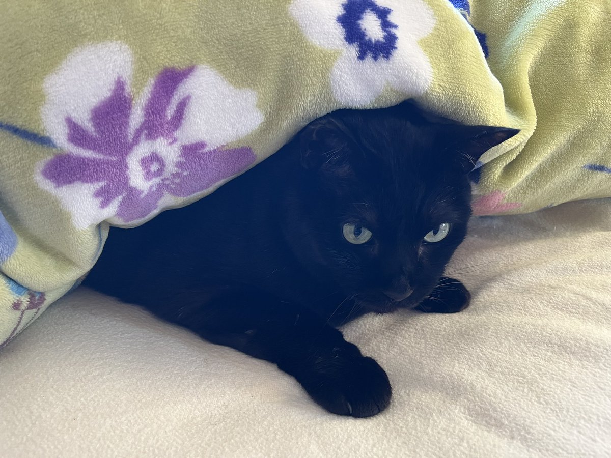 ねこちゃん ねこのかがやき
