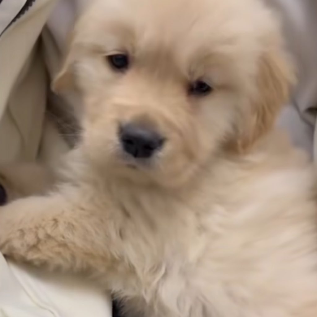 puppies tweet media