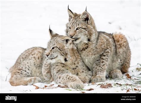 Lynx tweet media