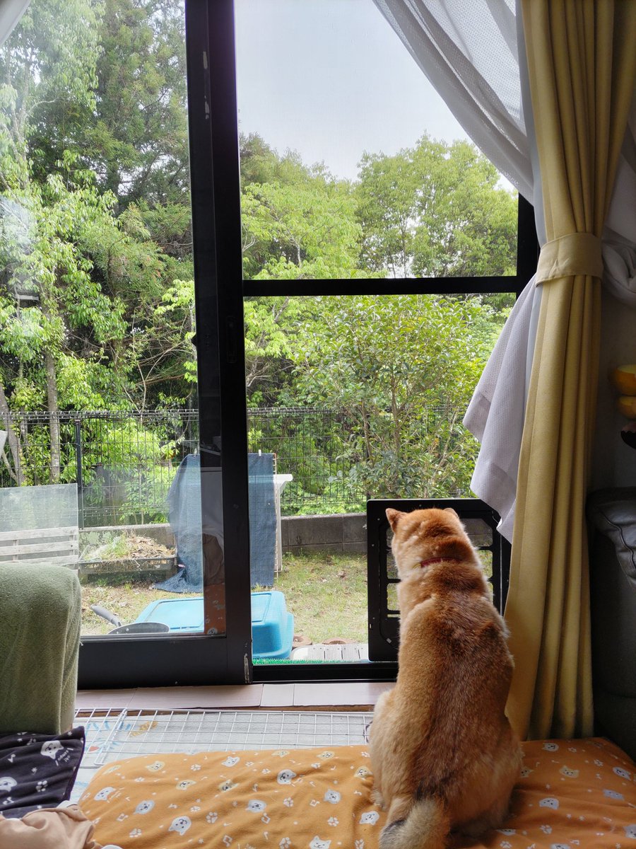 akimaru620's tweet photo. 庭に何かが出てくるのを待つ柴犬。完璧かつ理想的な連休の過ごし方←？ https://t.co/epANdIUHL7