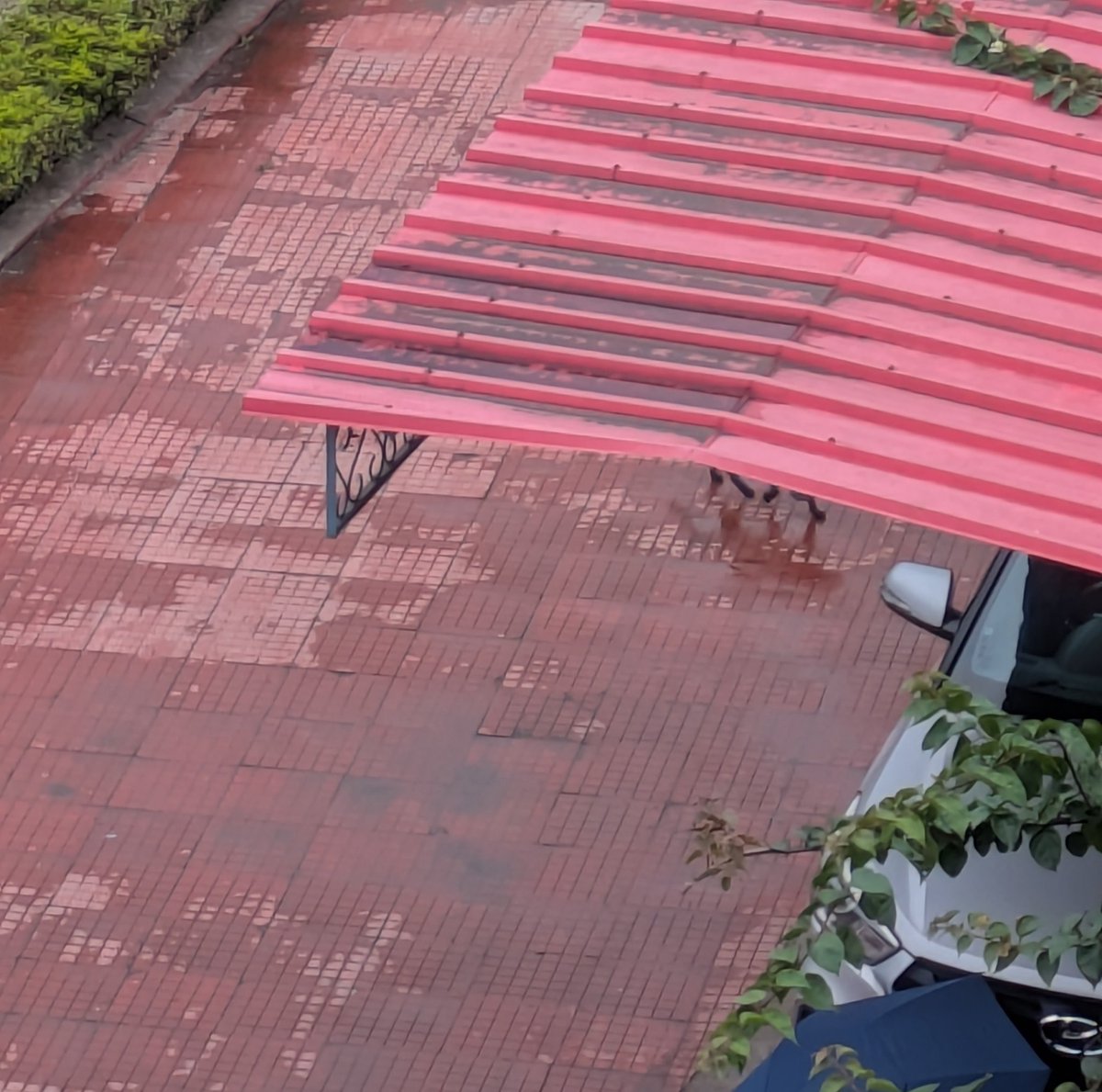 captchenikuthi's tweet photo. See if you can spot Mr Clink’s dangly legs https://t.co/nQotgtILnn