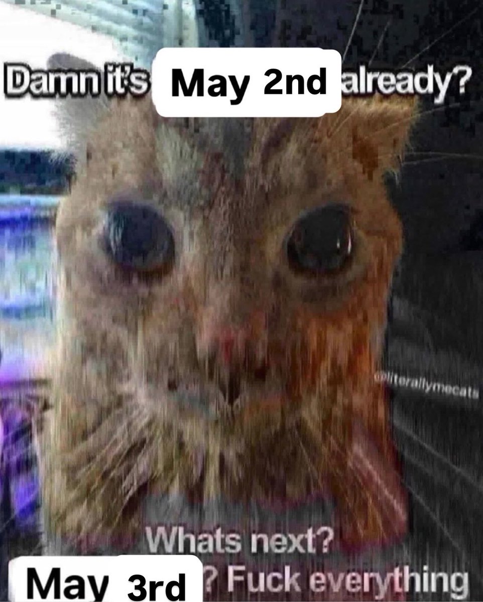 LiterallyMeCats tweet media