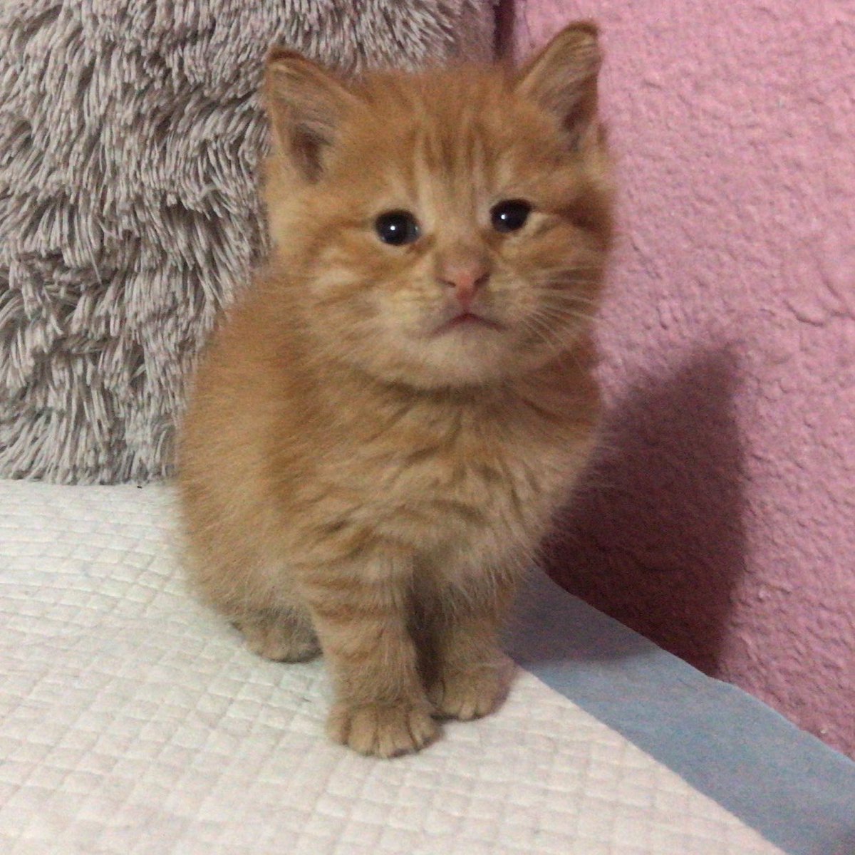 bris :3 tweet media