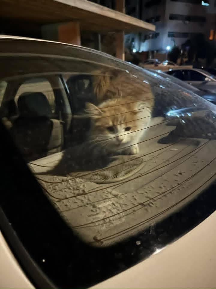 SyrianCats's tweet photo. A stray mama cat was trapped in a car. We don't know how she got in there. She's rescued and is back to her kittens🥰 https://t.co/pWcKYGWIpP