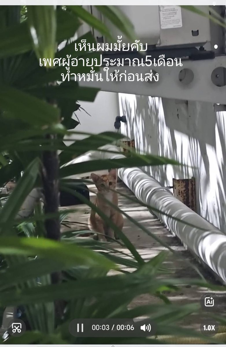 Catster & Co บ้านพักพิงแมวจร tweet media