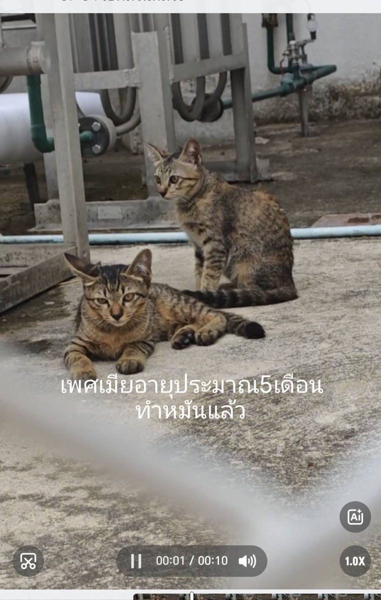 Catster & Co บ้านพักพิงแมวจร tweet media