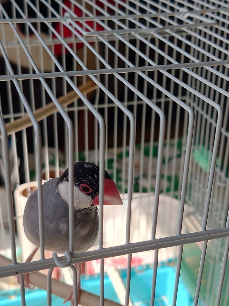 mimico32's tweet photo. こんにちは、文鳥タカシです。飼い主さん&amp;2号はアリアケアリーナという所で今夜タカシ様達に会う。今頃グッズ求めて待機列にいるんじゃねーか？オレは連休に帰省した息子さんと留守を守る‼️
#tmnetwork https://t.co/sIEDiYzpp3