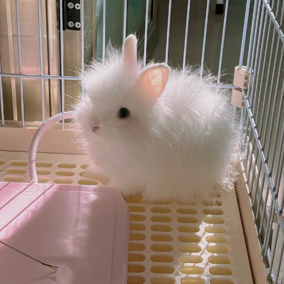 Why you should have a rabbit tweet media