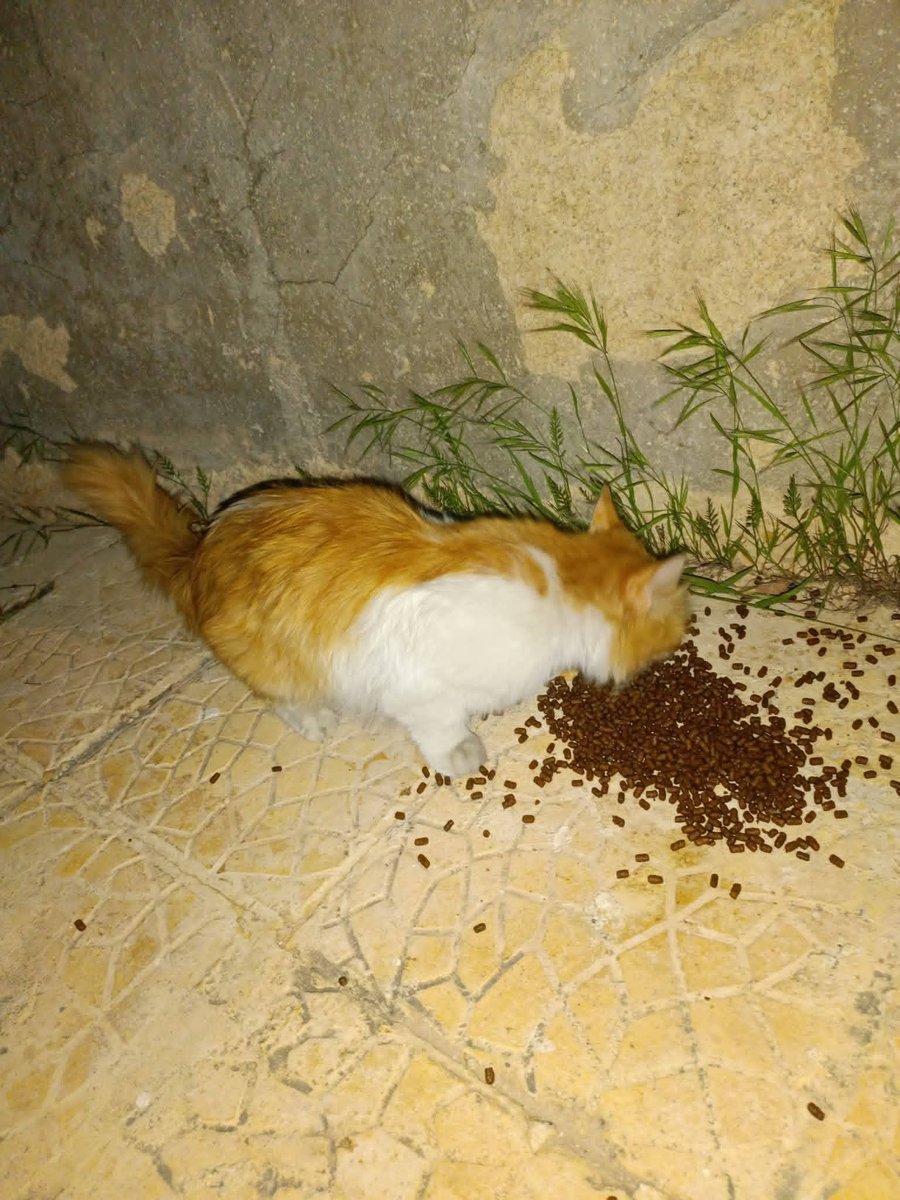 SyrianCats's tweet photo. A stray mama cat was trapped in a car. We don't know how she got in there. She's rescued and is back to her kittens🥰 https://t.co/pWcKYGWIpP