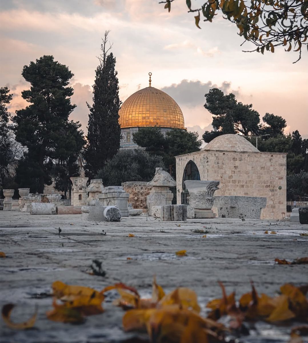 dyna_hasib99 𓂆🇵🇸 tweet media