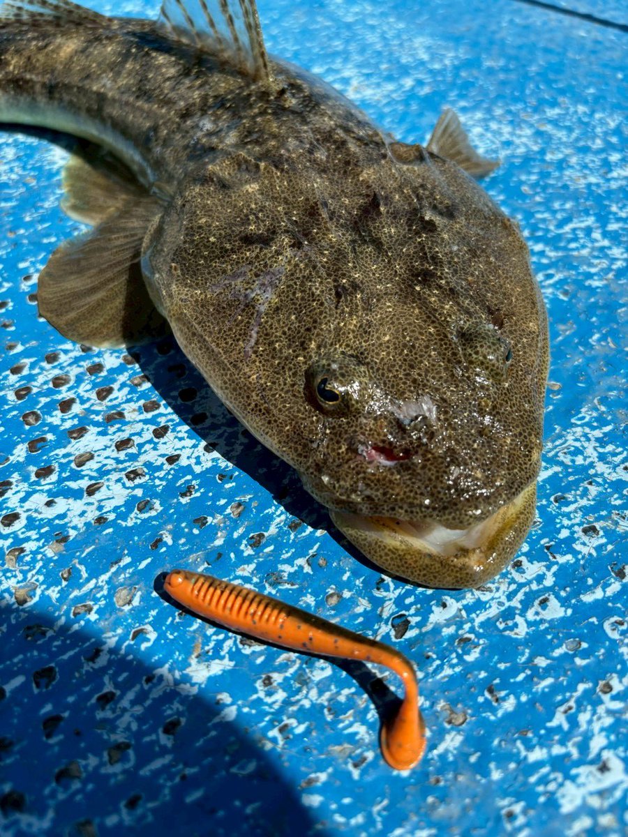 bait_breath's tweet photo. E.T.SHAD(イーティーシャッド)フラットフィッシュ狙いにぜひ、お試しください✨
#ベイトブレス
#マゴチ
#フラットフィッシュ
#ETSHAD https://t.co/eciWMs5beA