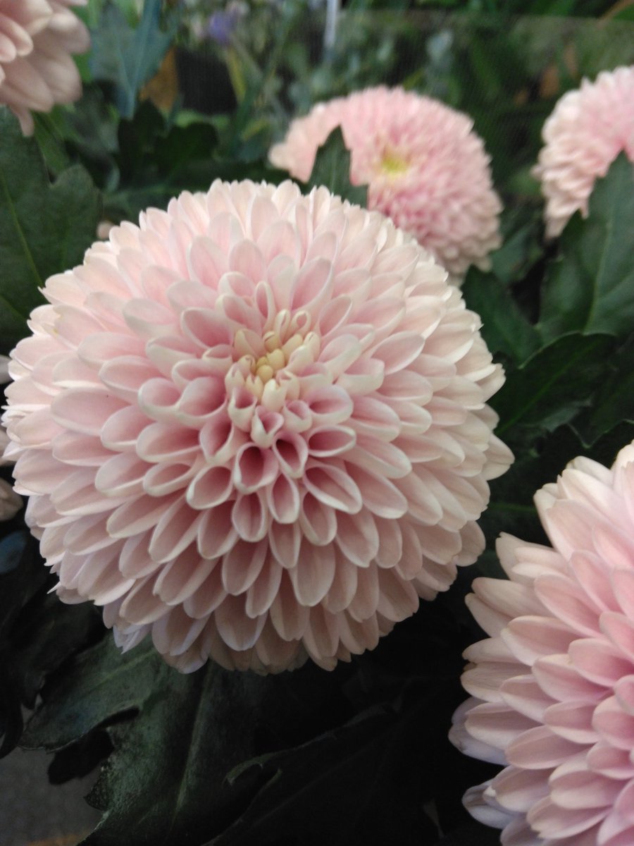 hanaco_nerima's tweet photo. まん丸○ピンポンマム
「セイオペラピンク」
　（φ８㎝）
和花、洋花のジャンルを超え
人気者です🥰

#花屋の花子　#練馬　#桜台 https://t.co/YcuP7XDrCI
