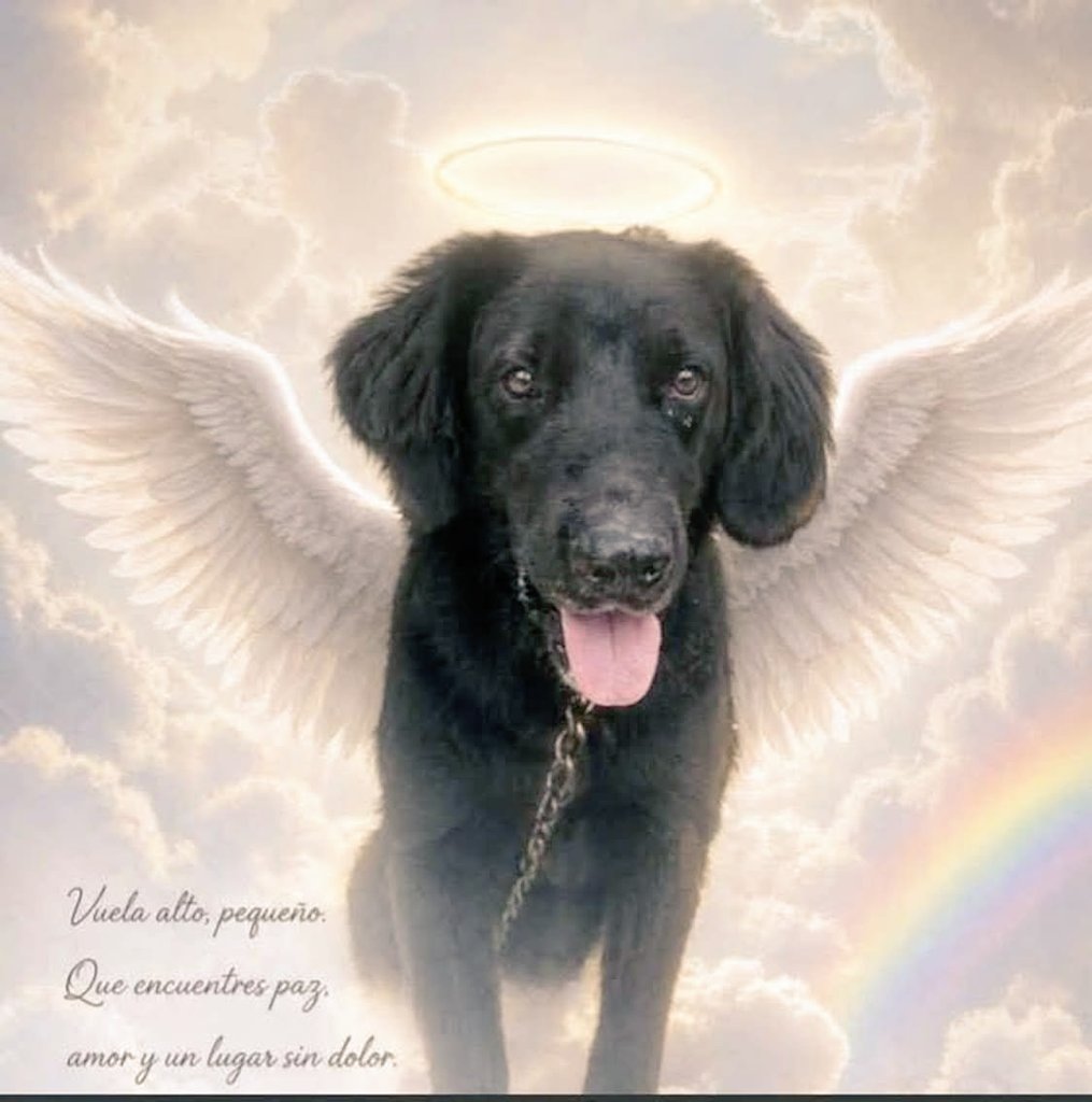 Abogado Animalista tweet media