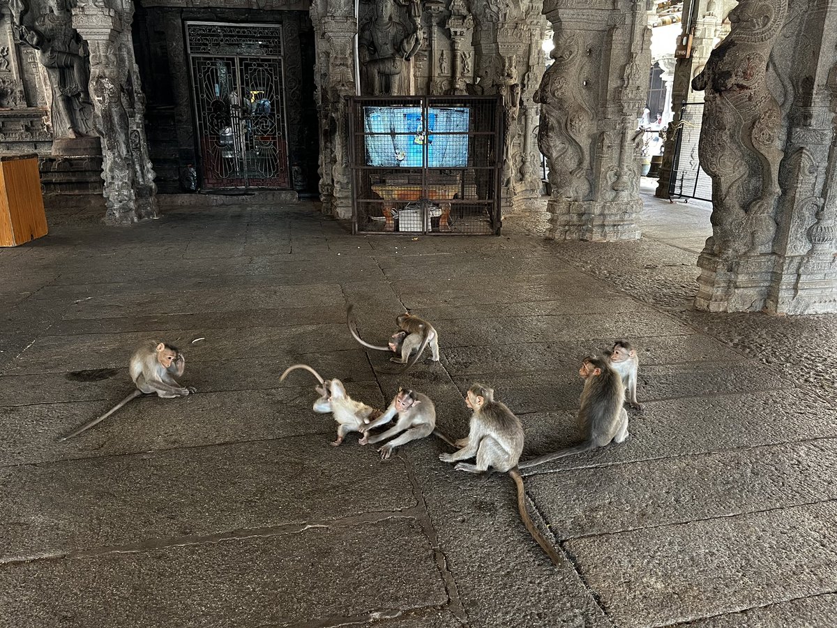 ハンピの寺院が猿の巣窟過ぎる。