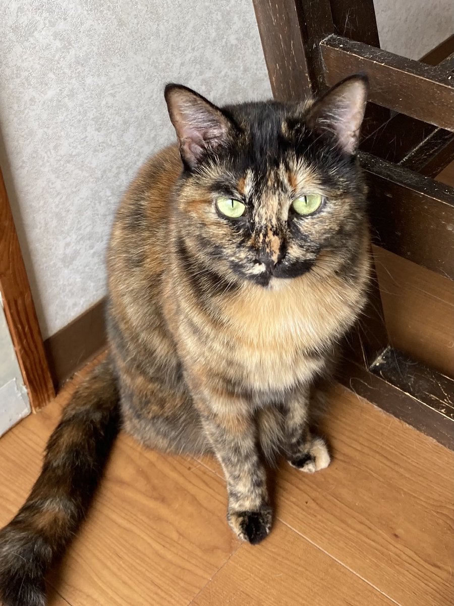 NhaConMeo's tweet photo. 【里親募集中です！】

　三毛猫みーちゃん、クリームっぽいクク、サビ猫サビィ、キジ白もち君…まだまだ里親募集中の可愛いニャンズがたくさんいます！

　NhaConMeoはいつでも里親募集中！お店が譲渡会場です。皆さんのお越しをお待ちしております m(_ _)m！ https://t.co/ZTrLFK1dpa
