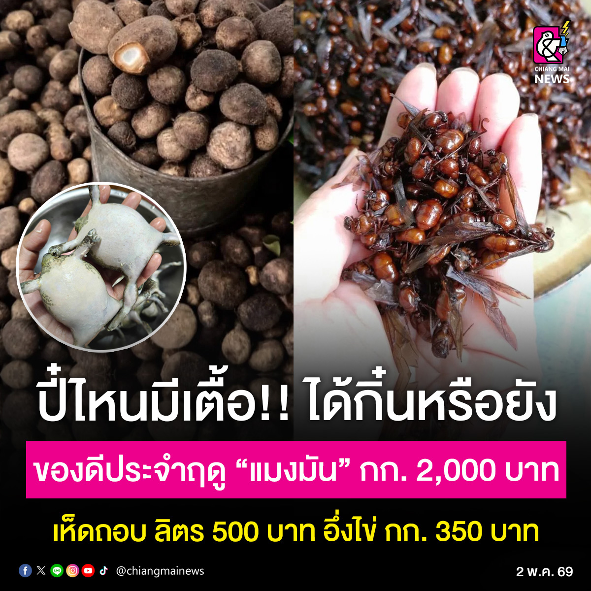 Chiang Mai News tweet media