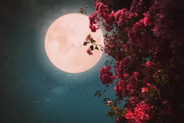 LisaWade3's tweet photo. Flower Full Moon In Scorpio May 1, 2026🌺🌕🌸♏️💫 https://t.co/rTCW9GCVFK
