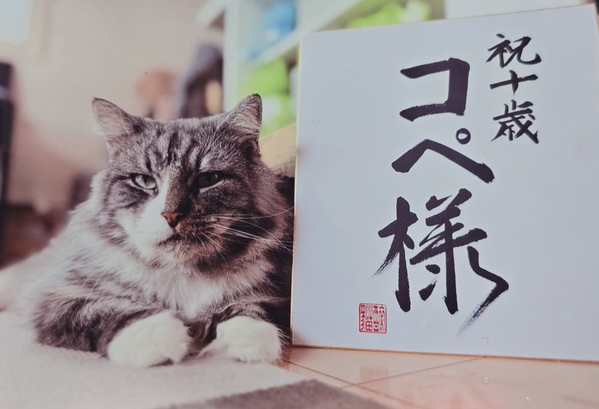 猫好きさんの祭典 にゃんだらけ【公式】X (@nyandaraketokyo) / Posts / X