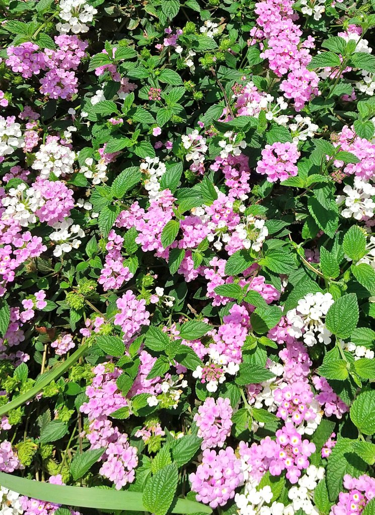 oci63724's tweet image. 世界へ届ける、幸せの花束。
皆さんの今日が、優しい彩りに包まれますように🌸 

Sending a bouquet of happiness to the world.
May your day be filled with beautiful colors. ✨

#Flowers #Nature #Happiness #FlowerPhotography