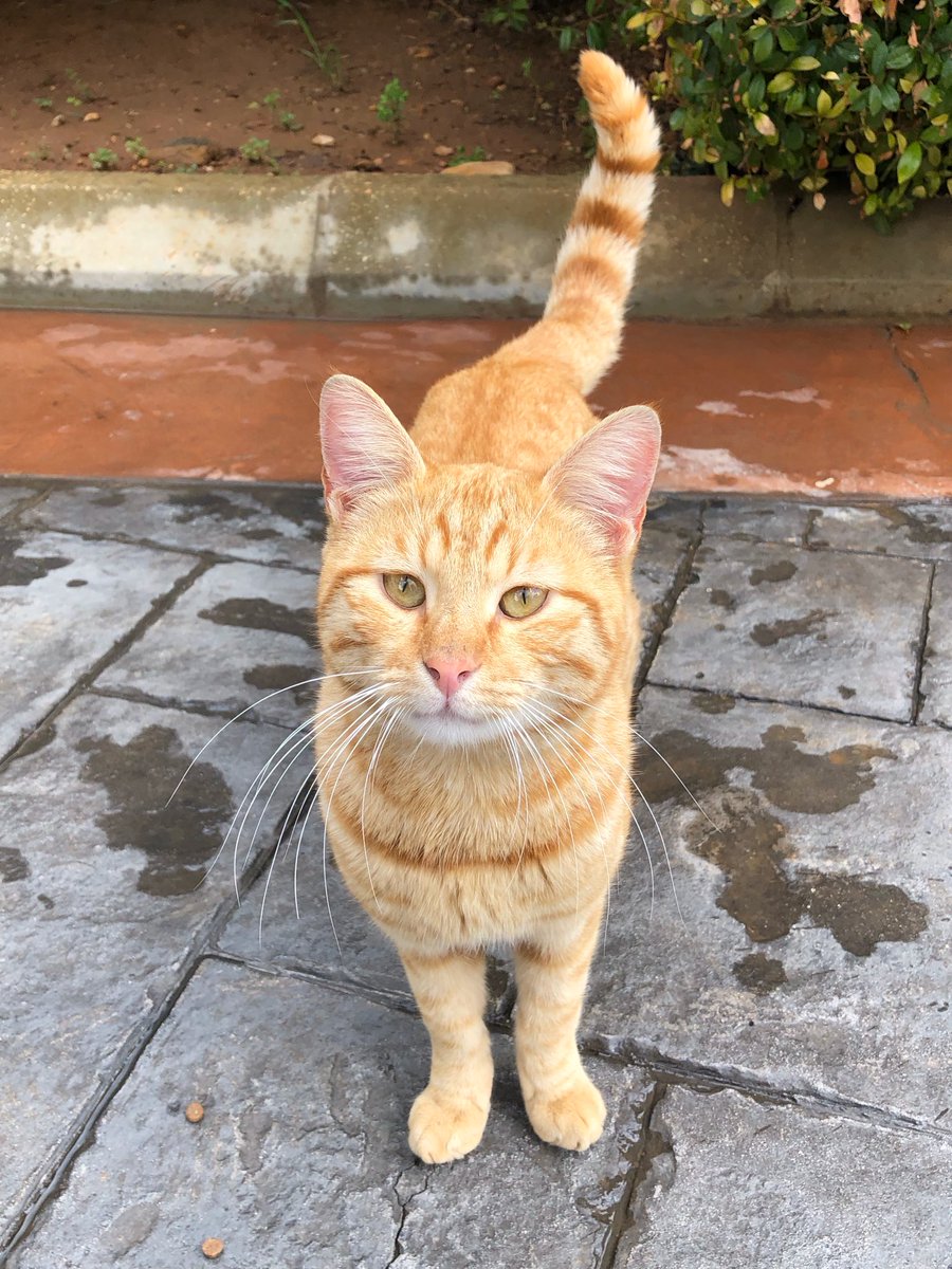 marie_nassar's tweet image. Good morning X-Friends…🌼🍃☕️
Have a happy Saturday and a beautiful weekend 🌳☀️🐈🧡💛🤎
My photo 📸

#SaturdayMorning 🌼 #CoffeeTime ☕️ #CatsLovers 🐈 #WeekendVibes ☀️ #StayPositive 💛 #PeaceAndLove 🕊️