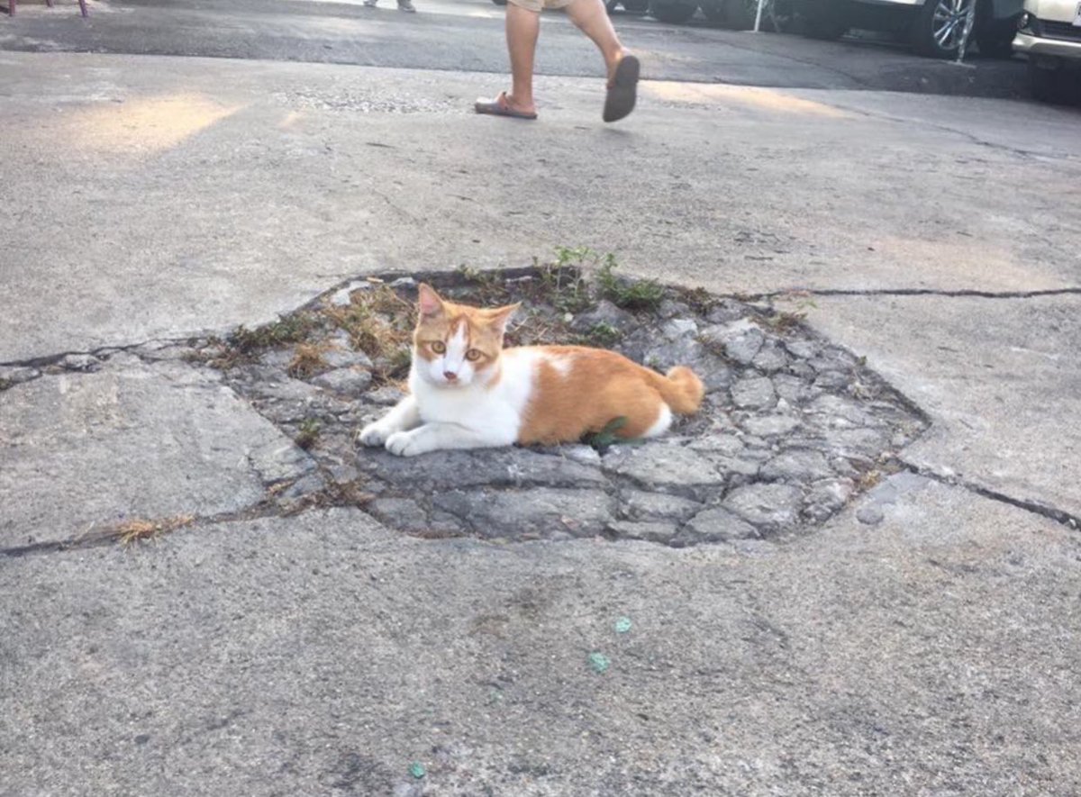 Cat is life ~猫は人生~ tweet media