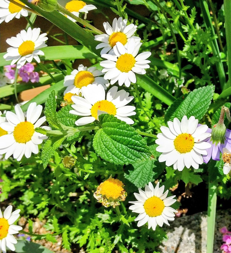 oci63724's tweet image. 世界へ届ける、幸せの花束。
皆さんの今日が、優しい彩りに包まれますように🌸 

Sending a bouquet of happiness to the world.
May your day be filled with beautiful colors. ✨

#Flowers #Nature #Happiness #FlowerPhotography