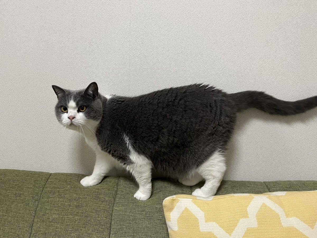 【拡散希望/迷い猫】
5月2日（本日）12時頃、飼い猫が脱走してしまいました。
■場所：千葉県船橋市芝山付近
■名前：もふまる
■種類：ブリティッシュショートヘア
■毛色：グレーと白（はちわれ）
■首輪など：なし
■性格：警戒心が強め

大切な家族です…
次に続く⬇

#迷い猫 #拡散希望 #船橋市