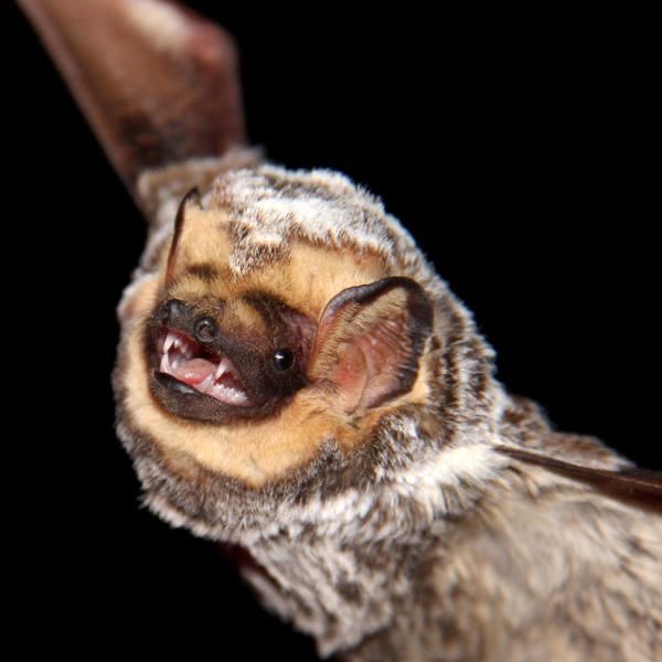 ferret! 💛🦇 (#1 BAT LOVER) tweet media