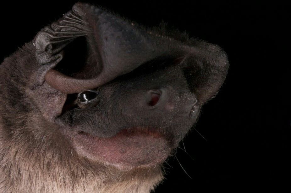 ferret! 💛🦇 (#1 BAT LOVER) tweet media