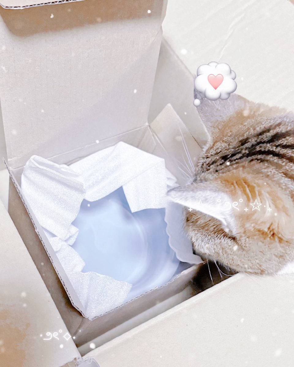 猫山にぼし🐈‍⬛🗻🐟 tweet media